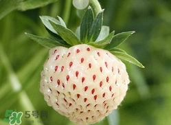 菠蘿莓苗多少錢一顆？菠蘿莓怎么種植