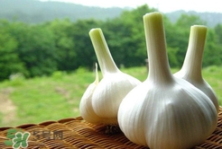 蒜頭不能和什么一起吃？大蒜不能跟什么一起吃