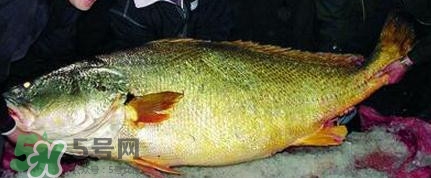 黃唇魚可以買賣嗎？黃唇魚買賣違法嗎？