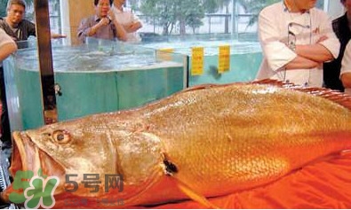 黃唇魚可以買賣嗎？黃唇魚買賣違法嗎？