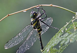 2017年端午節(jié)會下雨嗎？2017年端午節(jié)下雨好嗎？