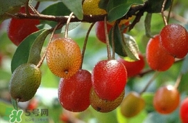 羊奶子是什么？羊奶果多少錢一斤