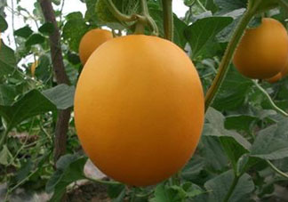 來月經(jīng)可以吃甜瓜嗎？月經(jīng)期間可以吃甜瓜嗎？