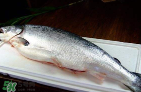 三文魚(yú)可以放多久？三文魚(yú)能放多久？