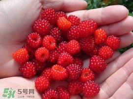 覆盆子哪里有賣？覆盆子多少錢一斤？