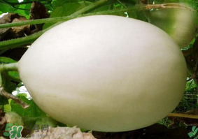 甜瓜可以減肥嗎？減肥可以吃甜瓜嗎？