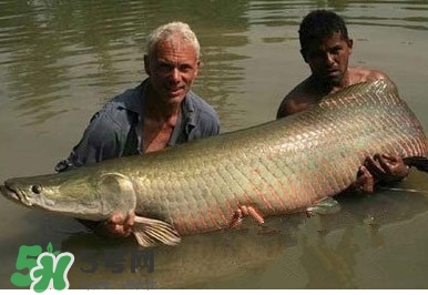 金錢鳘是什么魚？金錢鳘是淡水魚嗎？