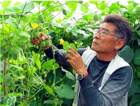 甜瓜為什么坐不住瓜？香瓜坐不住瓜的原因