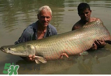 黃唇魚(yú)魚(yú)鰾真的那么神？黃唇魚(yú)魚(yú)鰾真實(shí)藥用價(jià)值