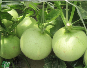 甜瓜為什么坐不住瓜？香瓜坐不住瓜的原因