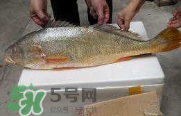 孕婦能吃金錢鱉嗎？懷孕期間能不能吃金錢鱉？