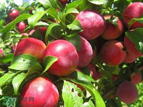 ?油桃是發(fā)物嗎？?油桃是不是發(fā)物？