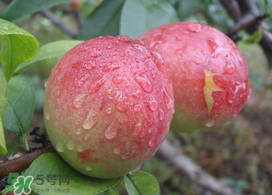 ?油桃是發(fā)物嗎？?油桃是不是發(fā)物？