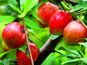 ?油桃是發(fā)物嗎？?油桃是不是發(fā)物？