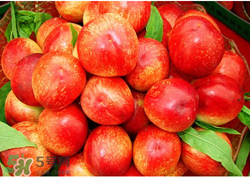 油桃什么人不能吃？油桃的禁忌