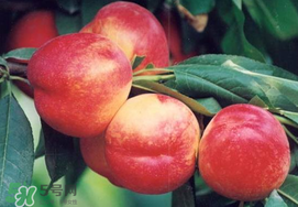 油桃是嫁接的嗎？油桃是什么嫁接的？