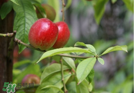 油桃是嫁接的嗎？油桃是什么嫁接的？