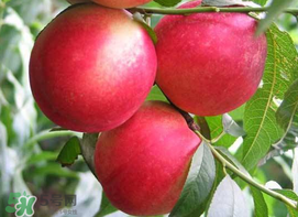 油桃是嫁接的嗎？油桃是什么嫁接的？