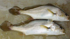 小孩能吃黃唇魚嗎？小孩吃黃唇魚好嗎？