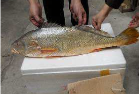 小孩能吃黃唇魚嗎？小孩吃黃唇魚好嗎？