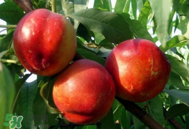 油桃和芒果可以一起吃嗎？芒果和油桃能一起吃嗎？