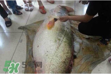 黃唇魚魚鰾能救命？黃唇魚魚鰾可以救命？