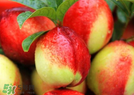 油桃和芒果可以一起吃嗎？芒果和油桃能一起吃嗎？