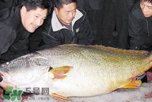 寶寶能吃金錢鳘嗎？金錢鳘寶寶吃了好嗎？