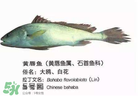 寶寶能吃金錢鳘嗎？金錢鳘寶寶吃了好嗎？