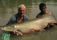 寶寶能吃金錢鳘嗎？金錢鳘寶寶吃了好嗎？