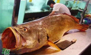 寶寶能吃金錢鳘嗎？金錢鳘寶寶吃了好嗎？