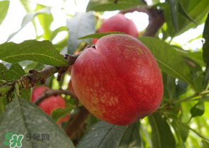 油桃和牛奶能一起吃嗎？喝完牛奶能吃油桃嗎？