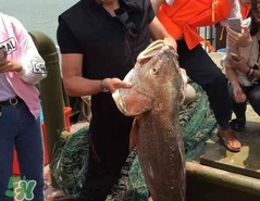 金錢鳘值多少錢？金錢鳘魚膠功效