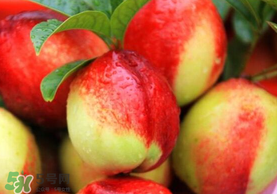 油桃和香蕉能一起吃嗎？油桃能和香蕉一起吃嗎？