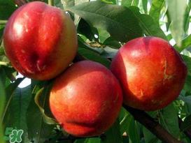 油桃和香蕉能一起吃嗎？油桃能和香蕉一起吃嗎？