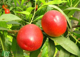 油桃和香蕉能一起吃嗎？油桃能和香蕉一起吃嗎？