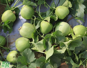 甜瓜吃多了會(huì)怎么樣？甜瓜吃多了會(huì)胖嗎？