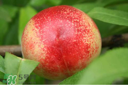 吃油桃需要削皮嗎？吃油桃剝皮吃還是不剝？