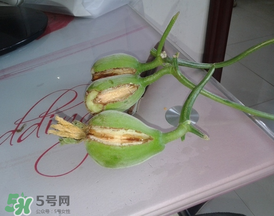 香瓜裂口怎么回事？香瓜裂了怎么辦？