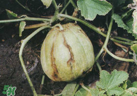 香瓜裂口怎么回事？香瓜裂了怎么辦？