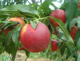 油桃怎么保存？油桃怎么保鮮？