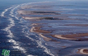 金錢鳘是哪里原產(chǎn)的？金錢鳘的產(chǎn)地在哪里