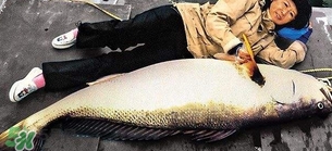 金錢鳘可以人工養(yǎng)殖嗎？黃唇魚為什么難養(yǎng)殖