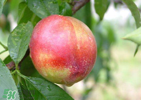 油桃可以榨汁嗎？油桃怎么榨汁？