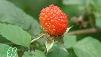 空心泡是否就是覆盆子？覆盆子是水果嗎