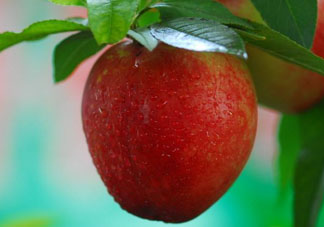 油桃什么人不能吃？油桃的禁忌