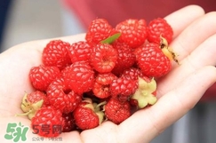 覆盆子哪里有賣？覆盆子多少錢一斤？