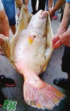 黃唇魚魚鰾能救命？黃唇魚魚鰾可以救命？