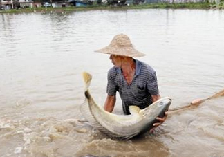 金錢鳘是哪里原產(chǎn)的？金錢鳘的產(chǎn)地在哪里