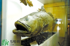 金錢鳘是什么魚？金錢鳘是淡水魚嗎？